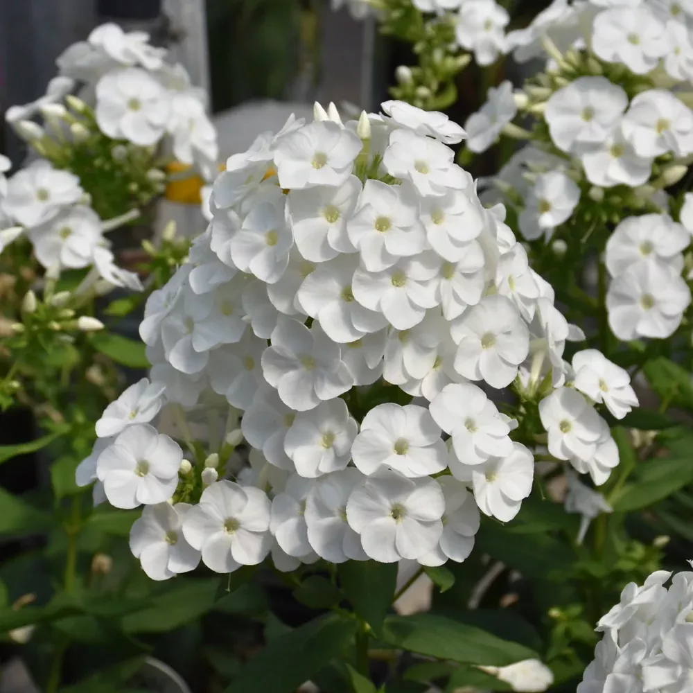 Luminary™ Backlight Garden Phlox