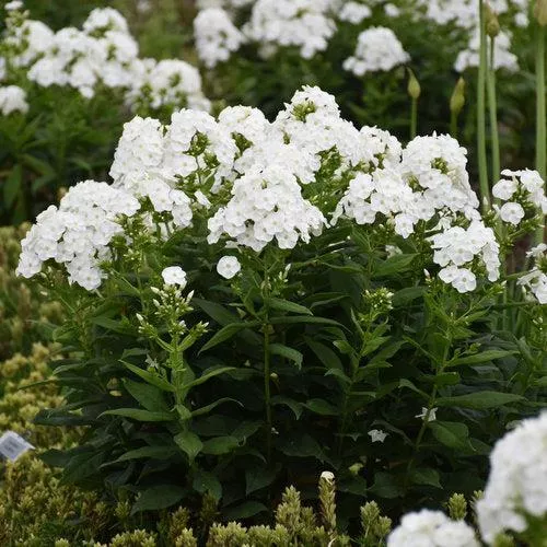 Luminary Backlight Phlox