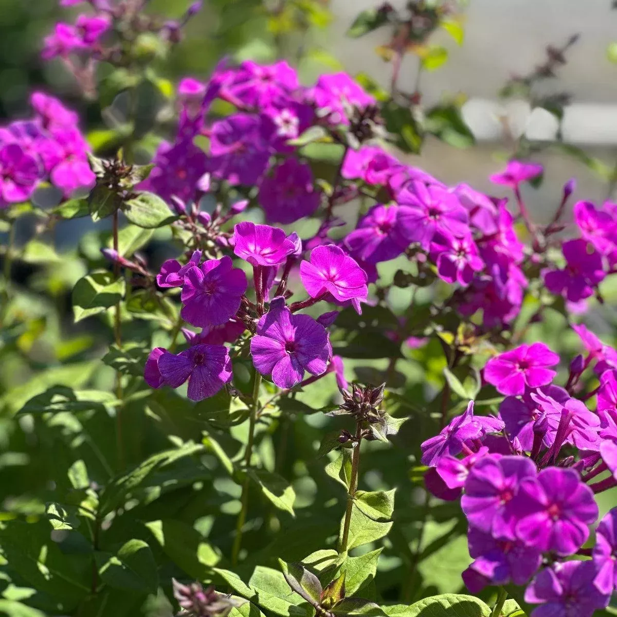 Luminary Evening Glow Phlox