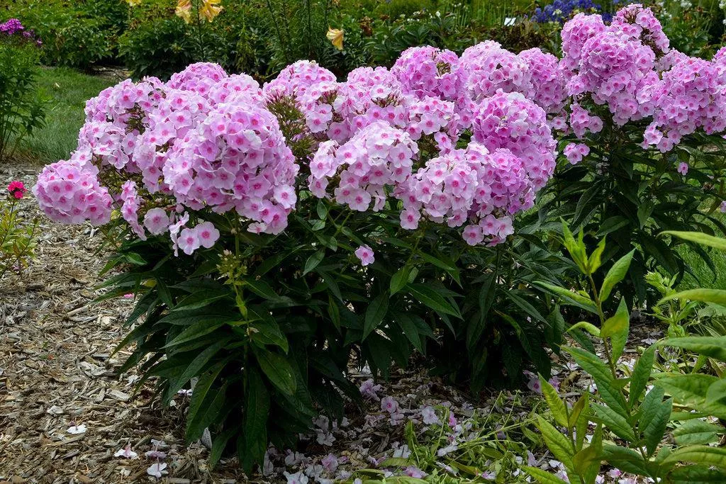 Luminary Opalescence Tall Garden Phlox