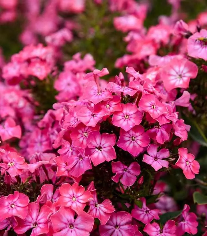 Luminary Pink Lightning Phlox