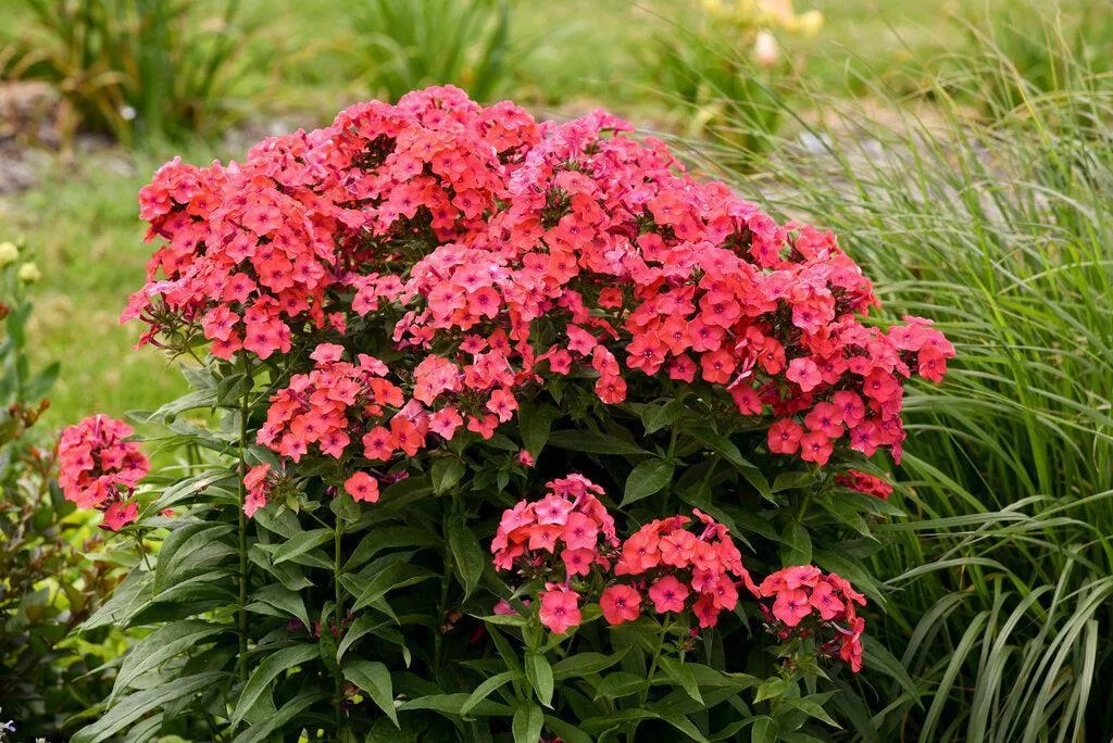 Luminary 'Sunset Coral' Tall Garden Phlox