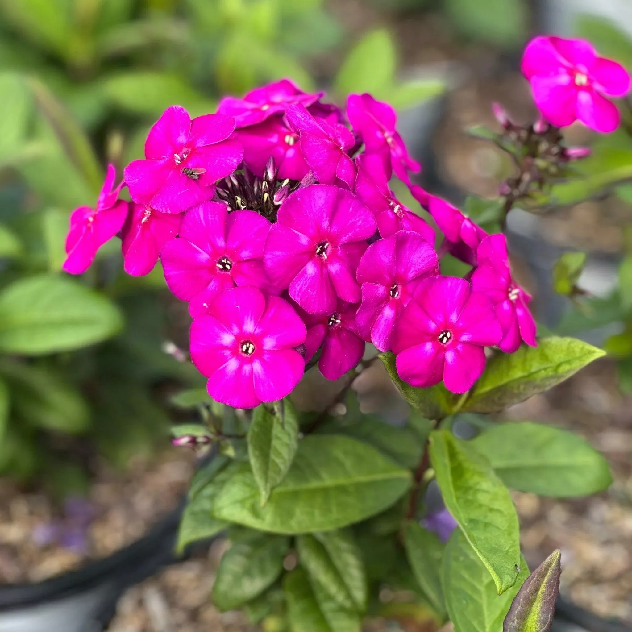 Luminary Ultraviolet Tall Garden Phlox