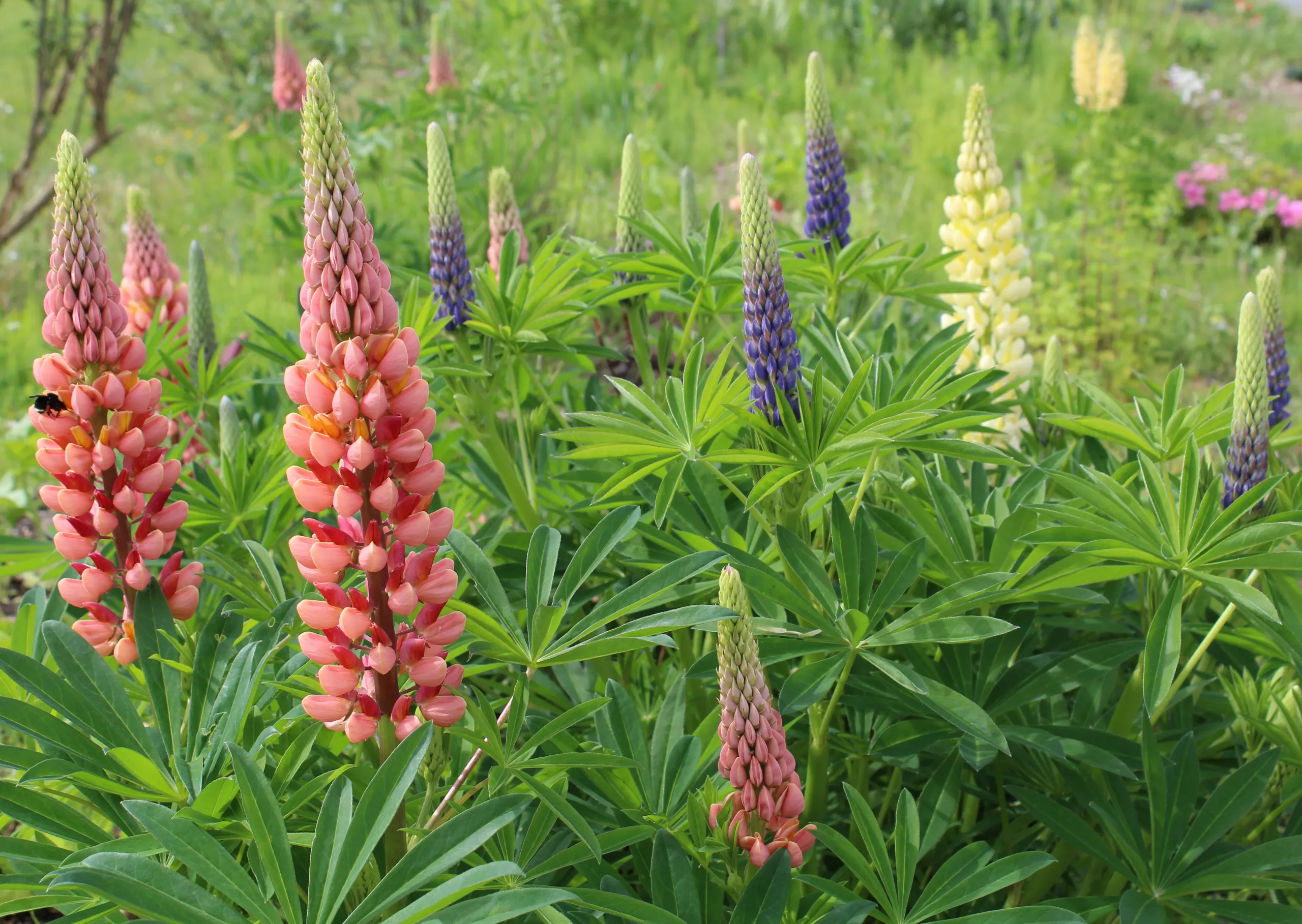 Lupine, Russell ‘Colorful Mix’