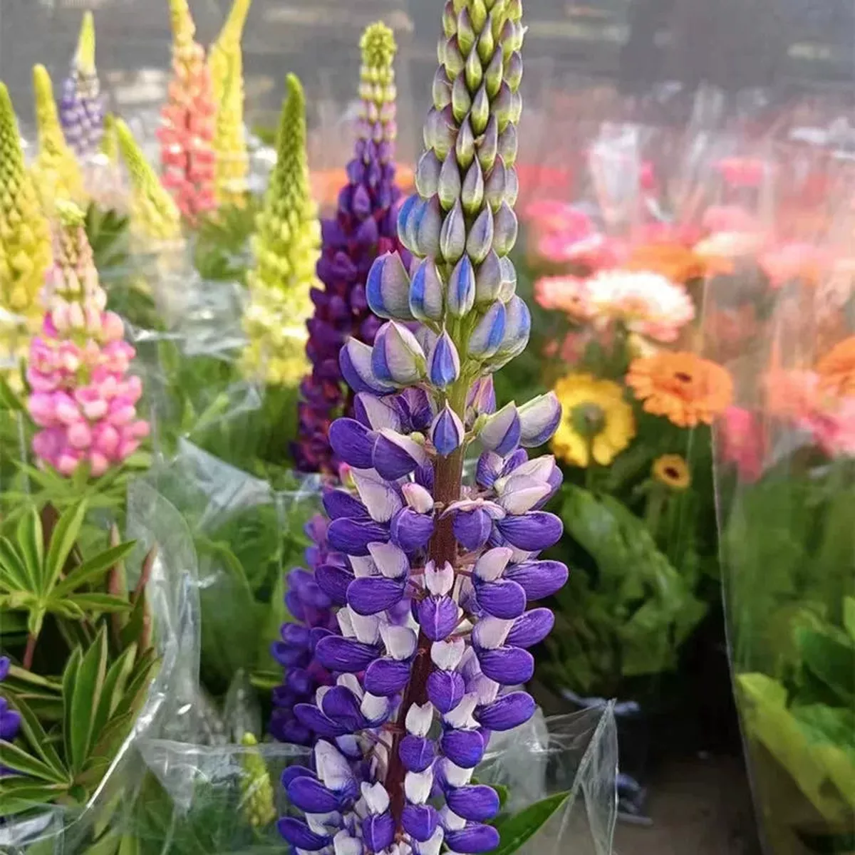 Lupinus – Purple