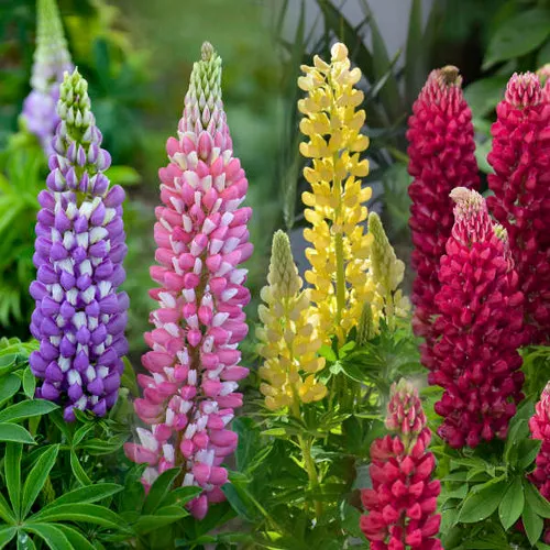 Lupinus x 'Russell Hybrids' / Lupine