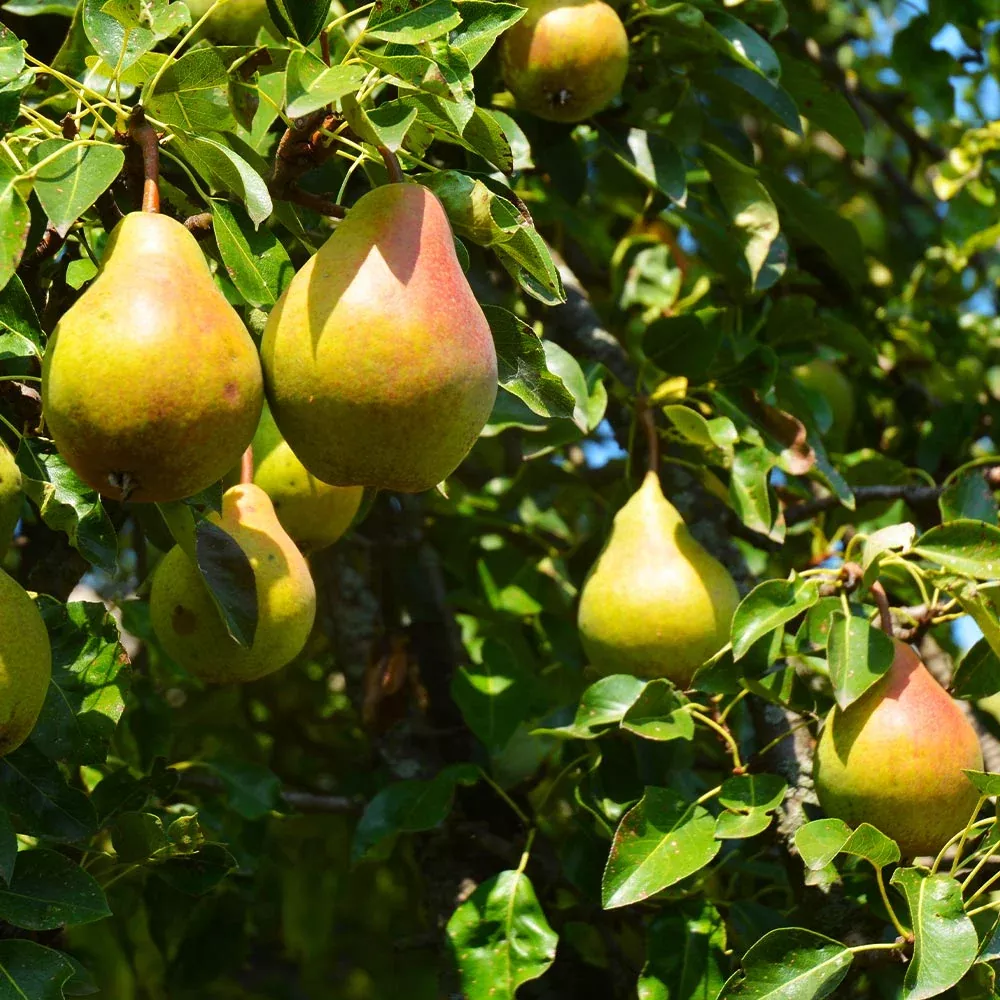 Luscious Pear Tree
