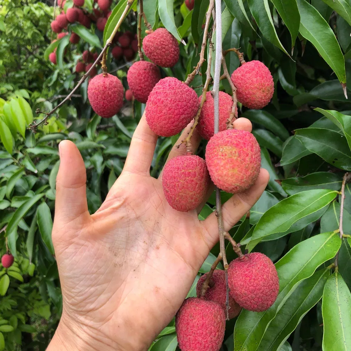 Lychee - Mauritius Variety *Pre-Order*