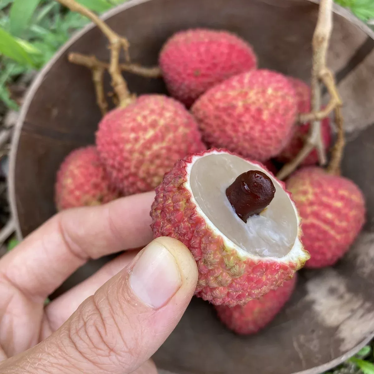 Lychee - Sweetheart Variety *Pre-Order*