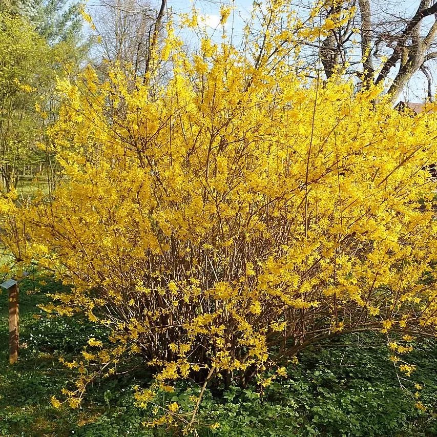Lynwood Gold Forsythia