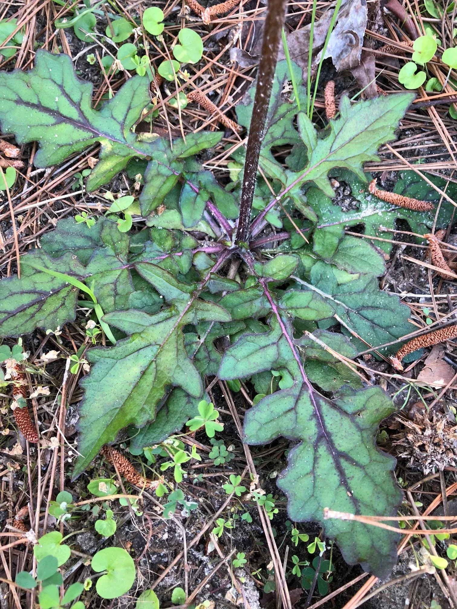 Lyre Leaf Sage Seeds, US Native Wildflower, Southeast, Salvia Lyrata SA1025
