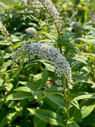 Lysimachia clethroides / Loosestrife