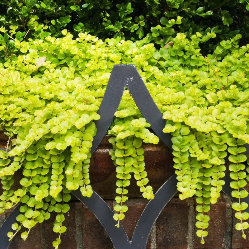 Lysimachia Golden Plant Plug (Lysimachia nummularia ‘Aurea’) – Ground Cover with Vibrant Golden Foliage