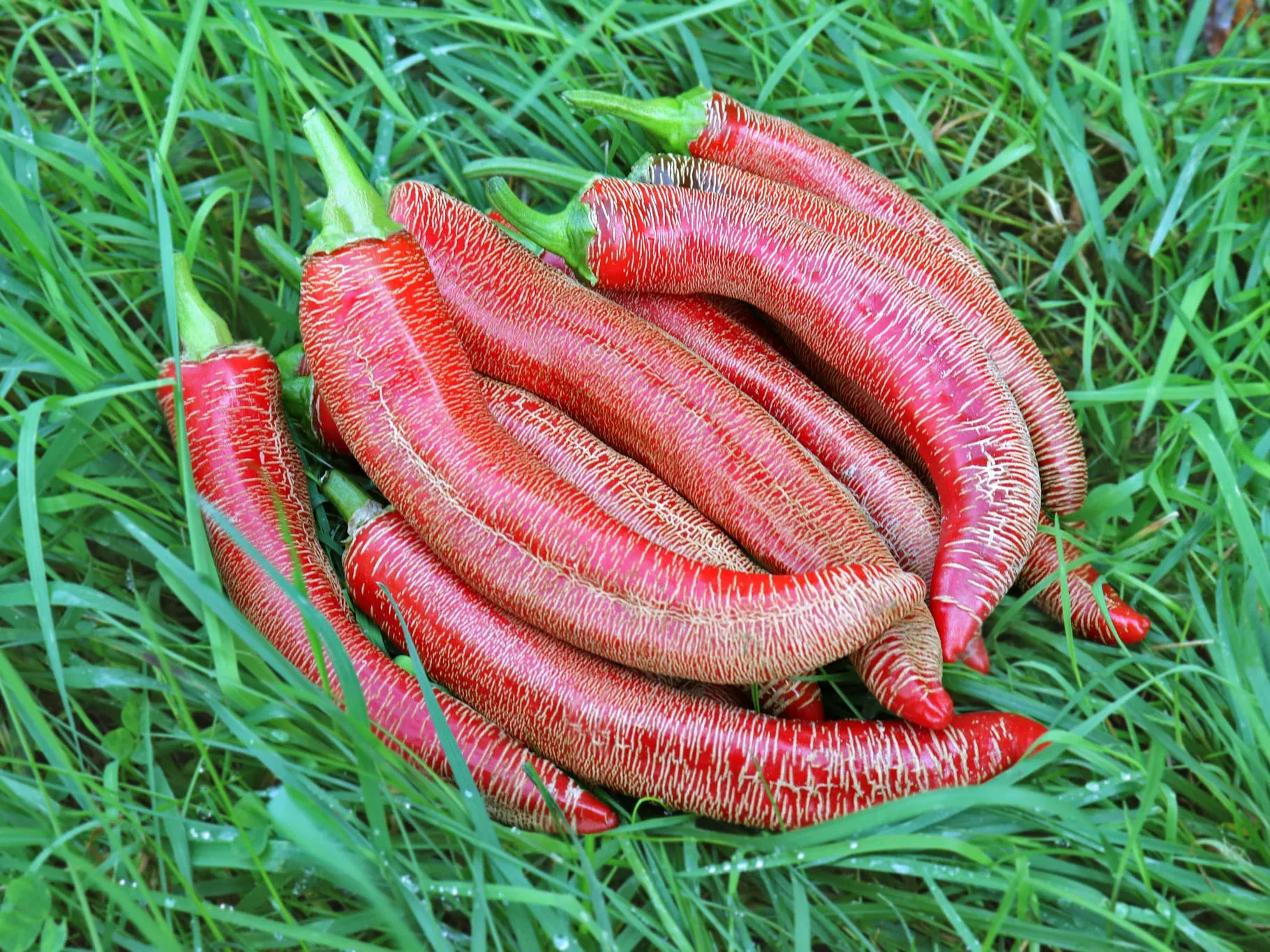 Macedonian Embroidered Organic Hot Pepper Seeds