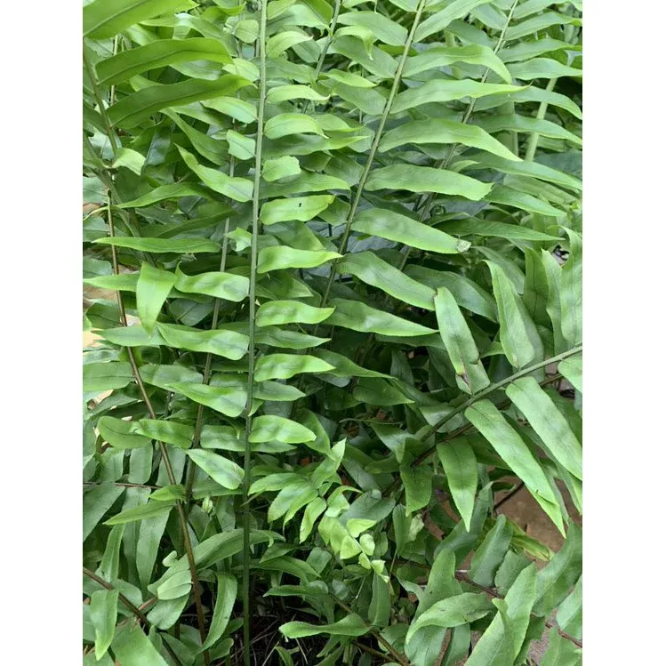 Macho Fern -10" Potted Houseplant