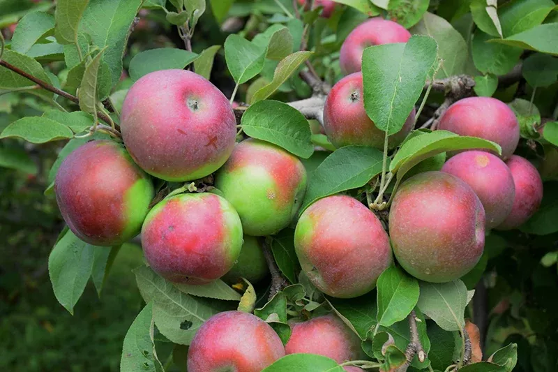 Macintosh Apple - Malus - 7# Potted Tree