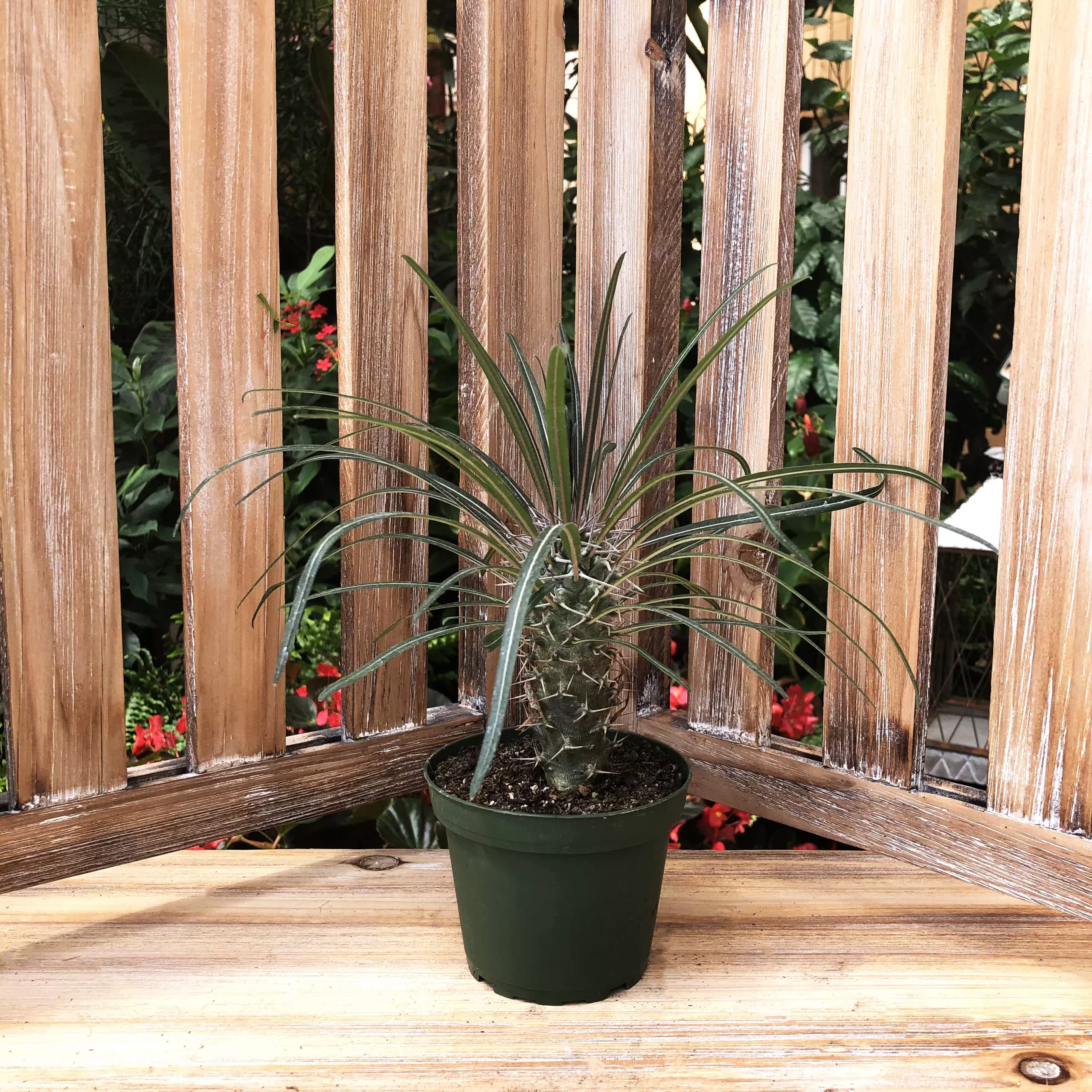 Madagascar Palm Cactus -4" Potted Houseplant