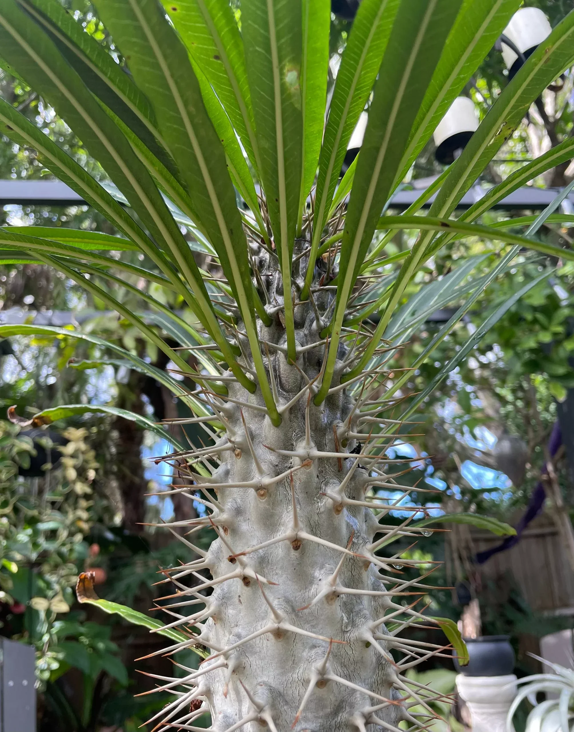 Madagascar Palm SEEDS, Pachypodium Lamerei PA2010