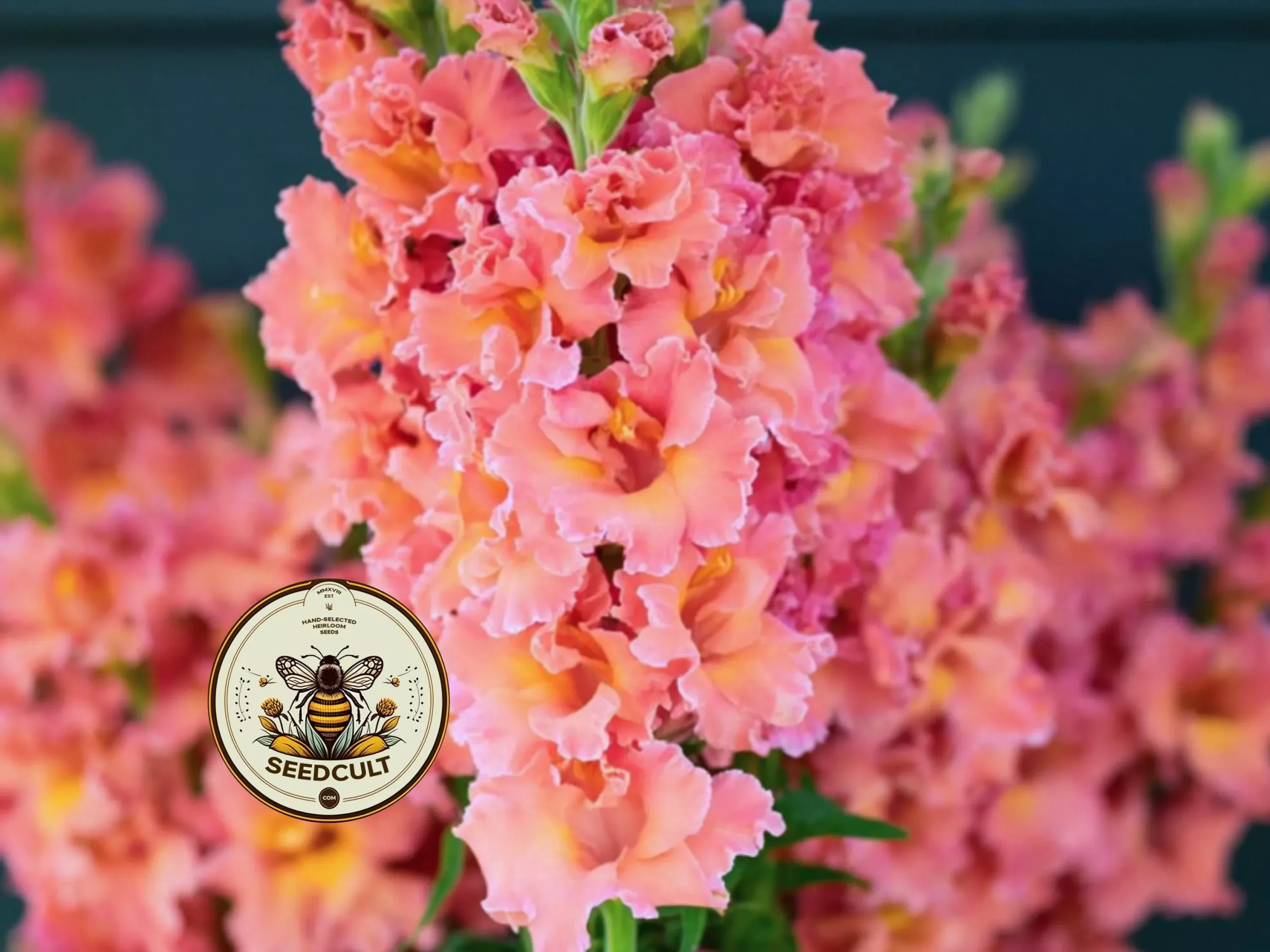 MADAME BUTTERFLY BRONZE SNAPDRAGON