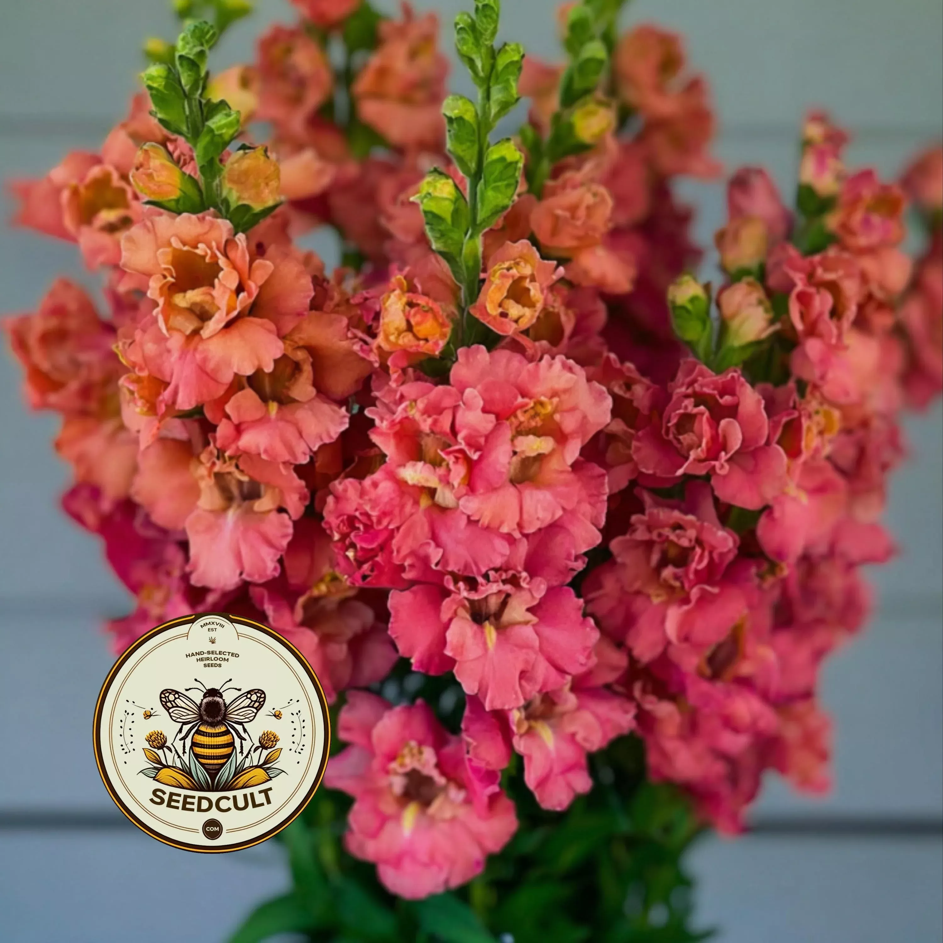 MADAME BUTTERFLY CHERRY BRONZE SNAPDRAGON