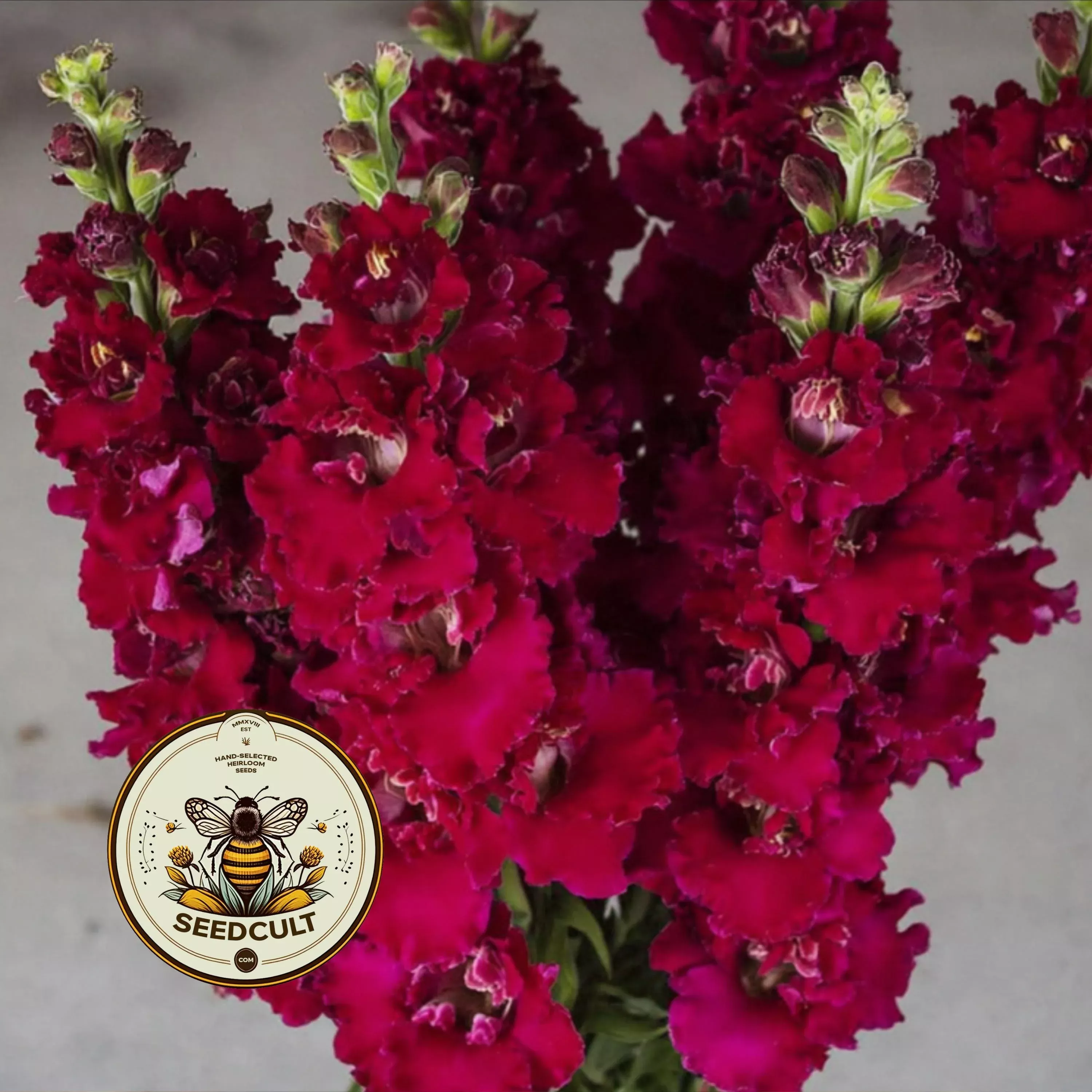 MADAME BUTTERFLY RED SNAPDRAGON