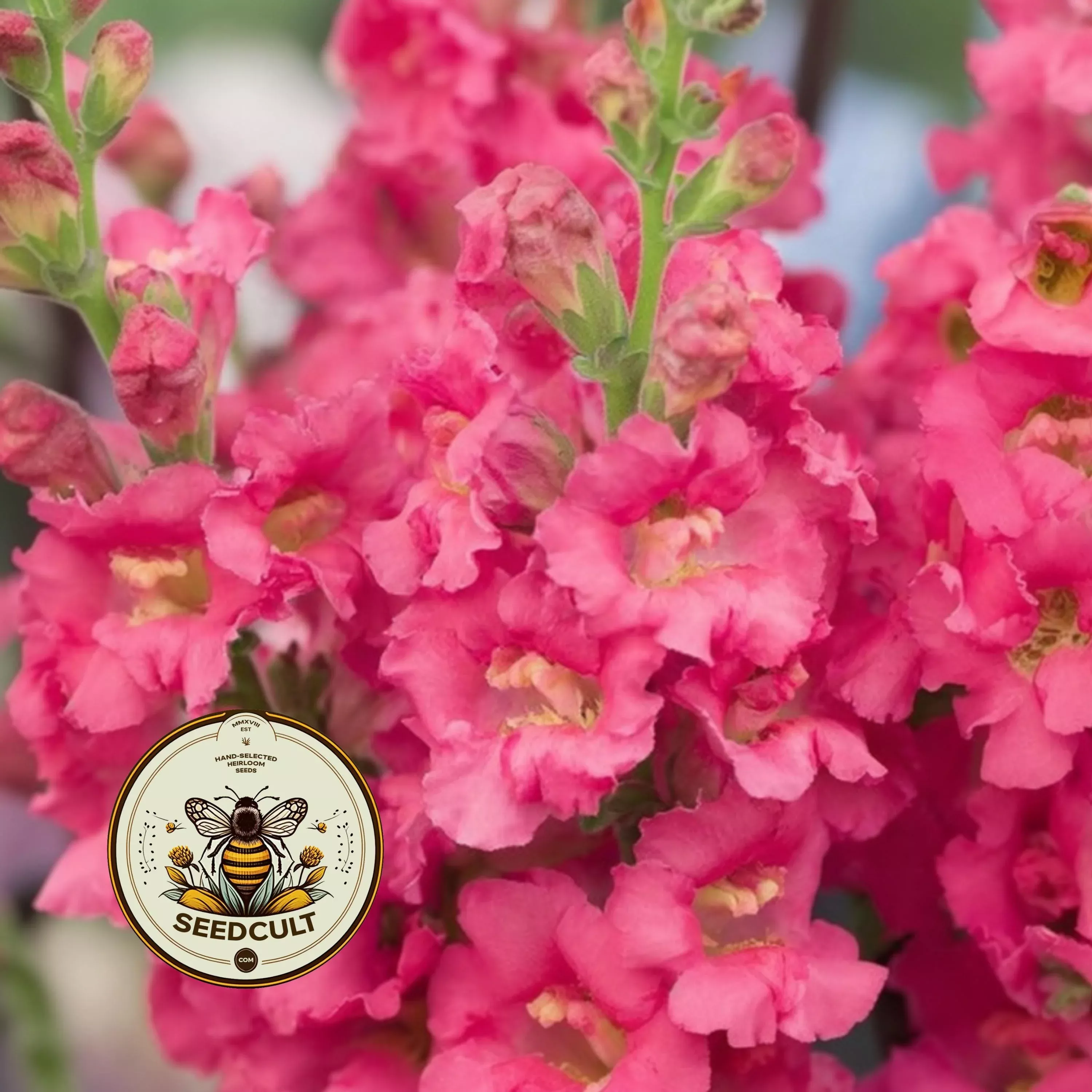MADAME BUTTERFLY ROSE SNAPDRAGON
