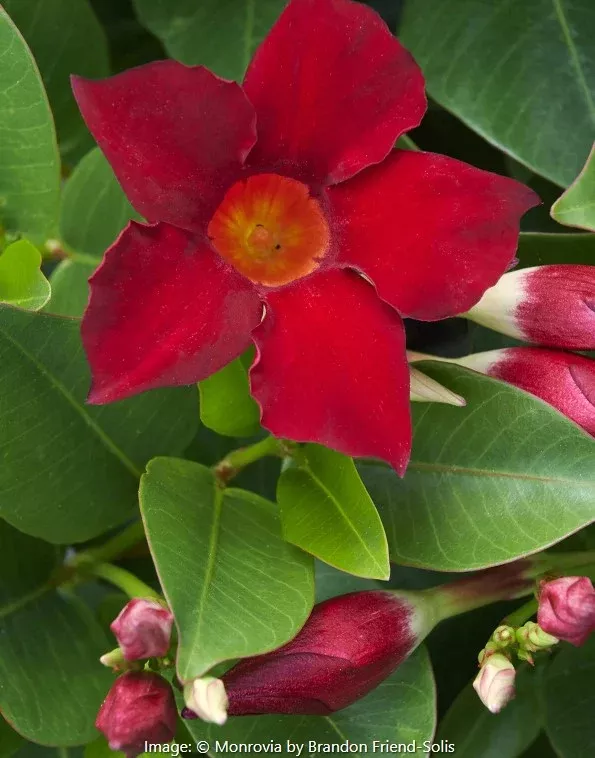 Madinia™ Deep Red Mandevilla