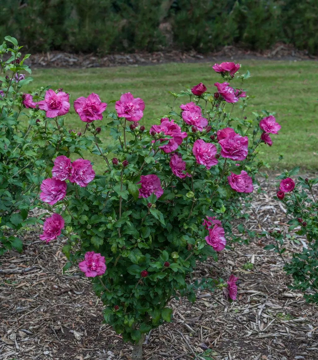 Magenta Chiffon Rose of Sharon