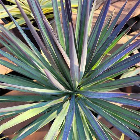 Magenta Magic Yucca