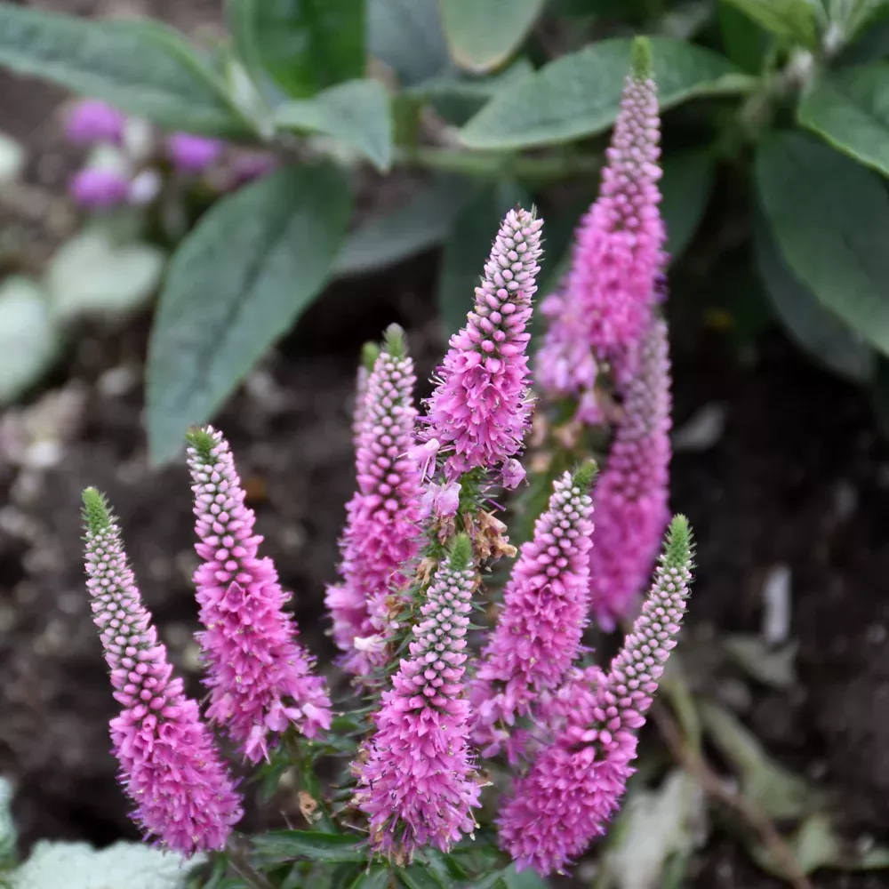 Magic Show & Pink Potion Speedwell (Veronica) - 1 Quart Pot