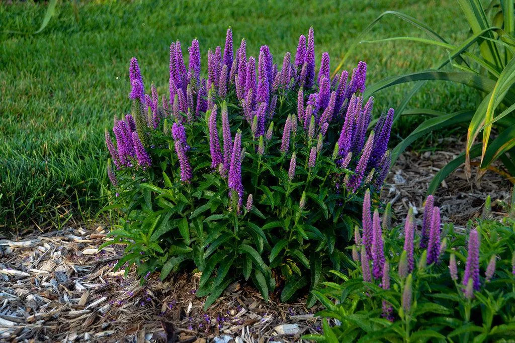 Magic Show Purple Illusion Speedwell