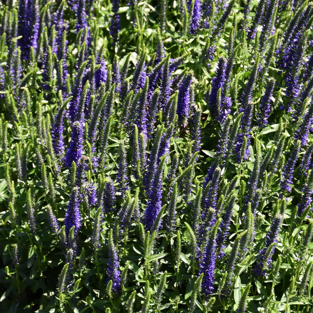 Magic Show Wizard of Ahhs Speedwell