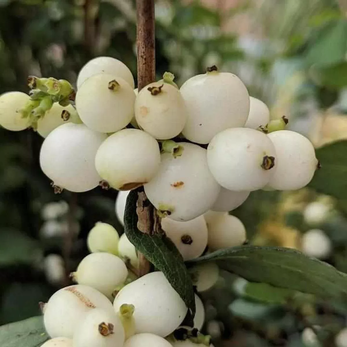 Magical Avalanche Snowberry