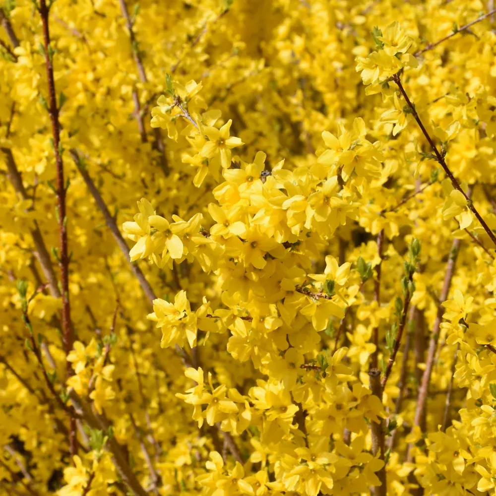 Magical Gold Forsythia