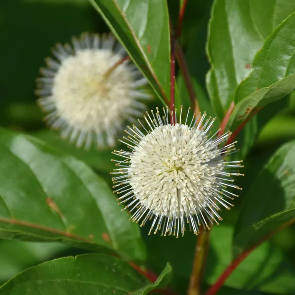Magical Moonlight Button Bush