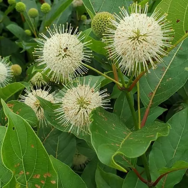 Magical Moonlight Buttonbush