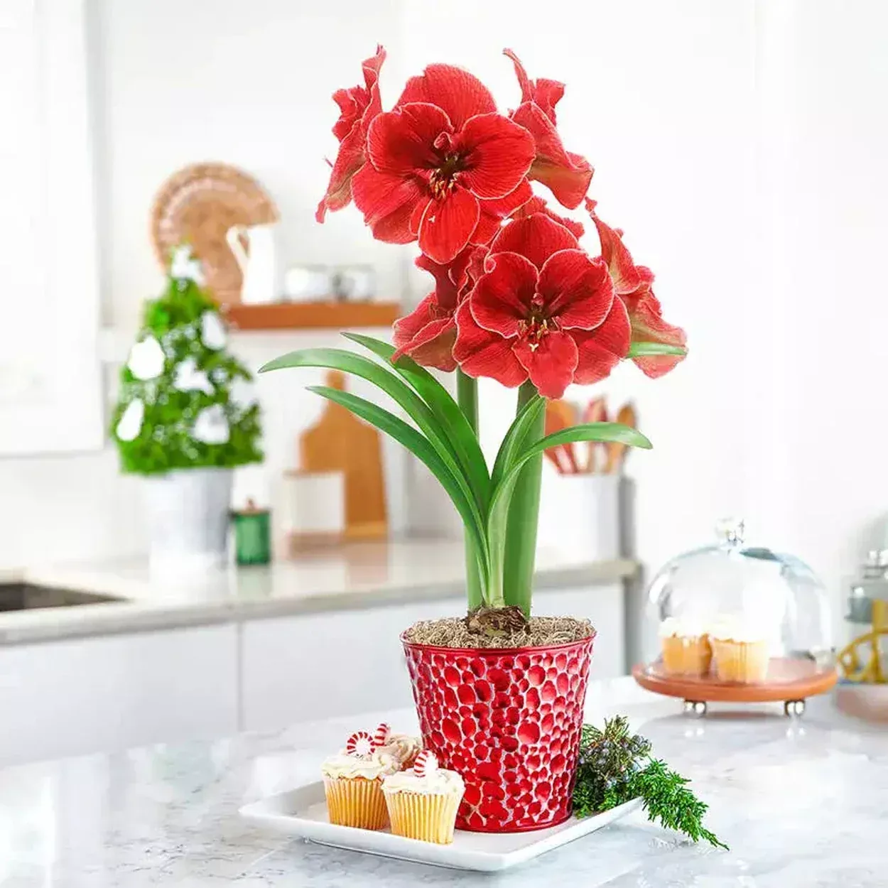 Magical Touch Amaryllis Single Pebble Pot