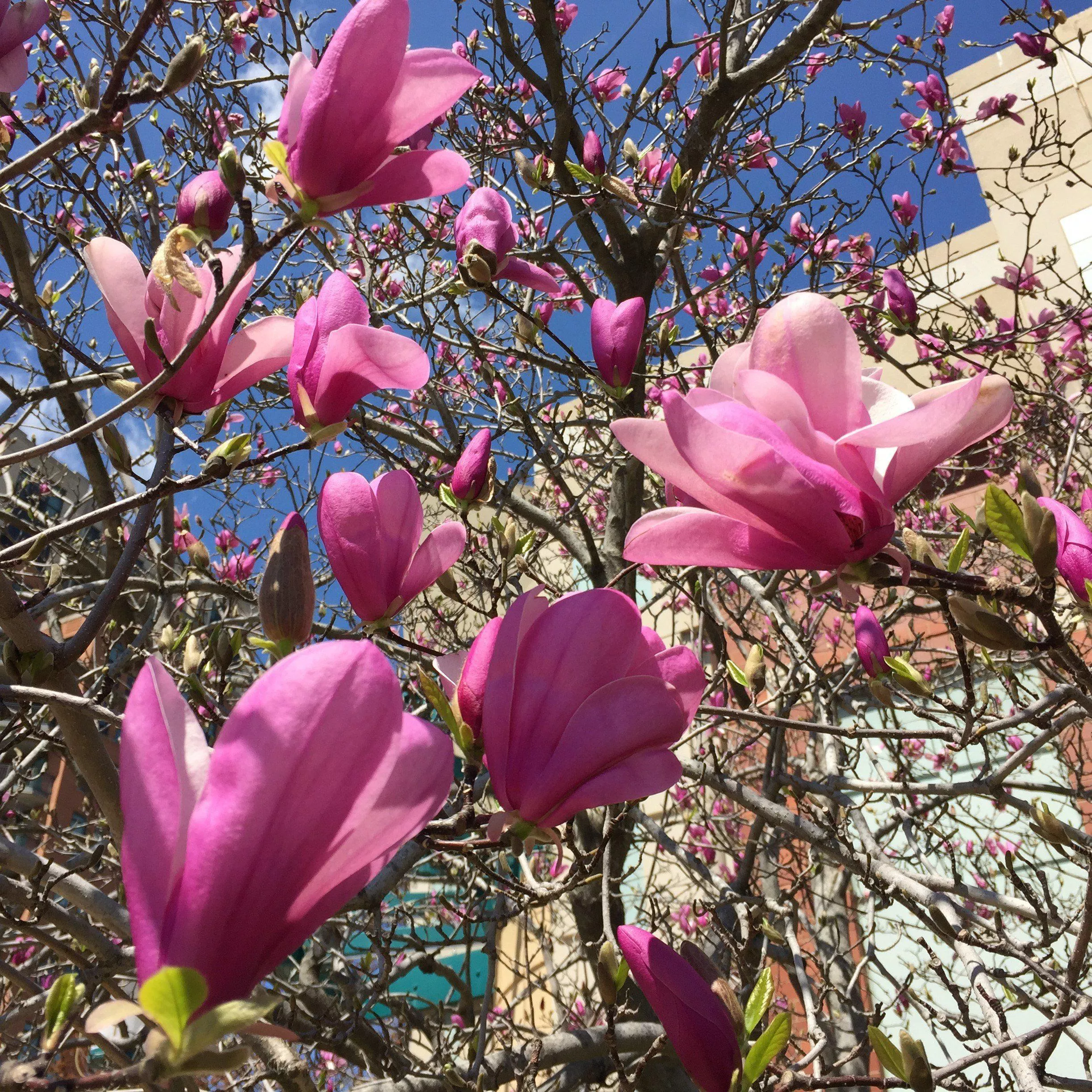 Magnolia 'Ann'- Ann Magnolia