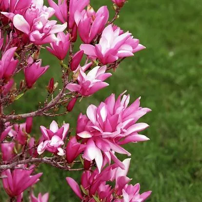 Magnolia 'Betty'- Betty Magnolia