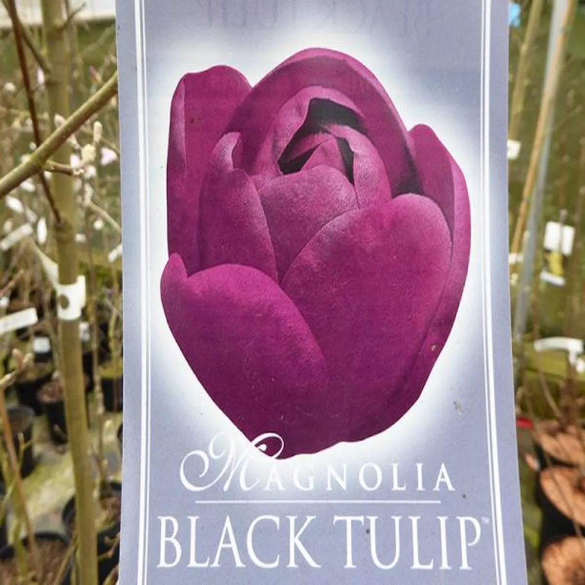 Magnolia Black Tulip