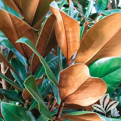 Magnolia 'Bracken's Brown Beauty'
