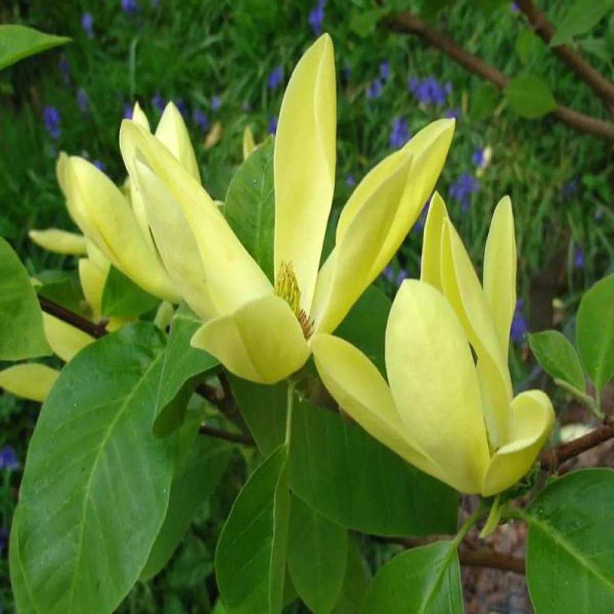 Magnolia Daphne