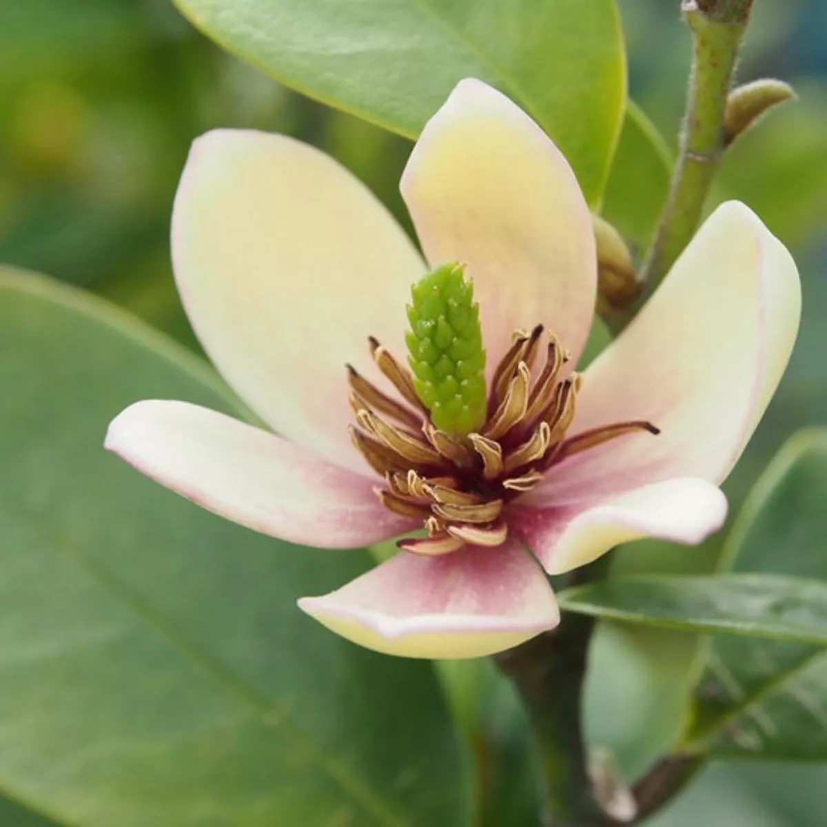 Magnolia Figo Banana Shrub
