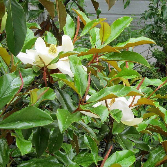 Magnolia grandiflora 'Bracken's Brown Beauty'- Bracken's Brown Beauty Southern Magnolia