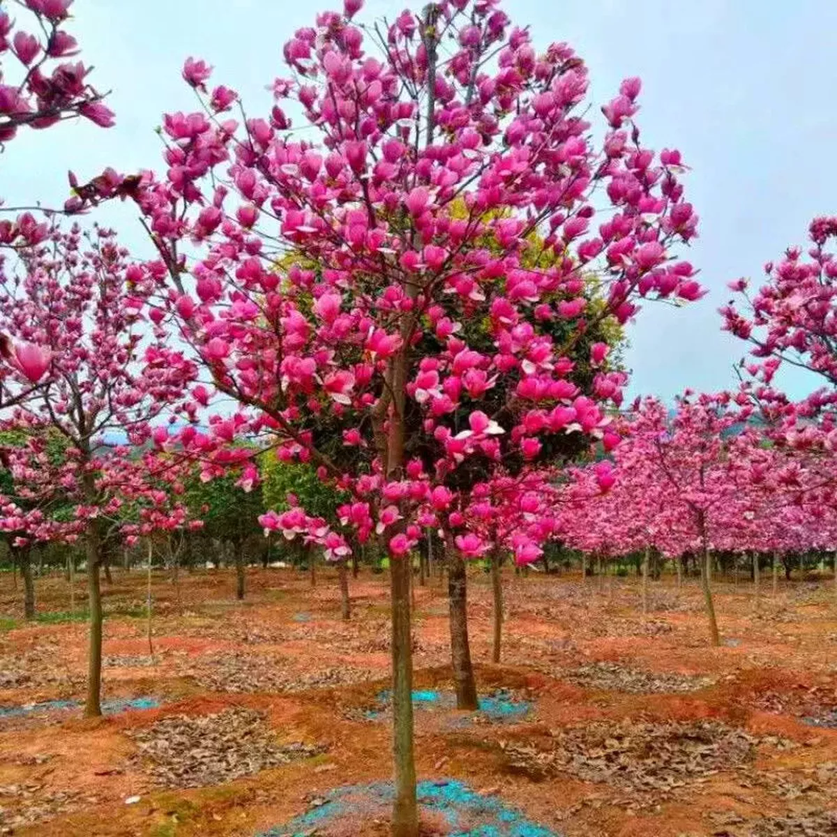 Magnolia Liliiflora