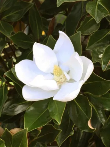 Magnolia 'Little Gem' 15 Gallon