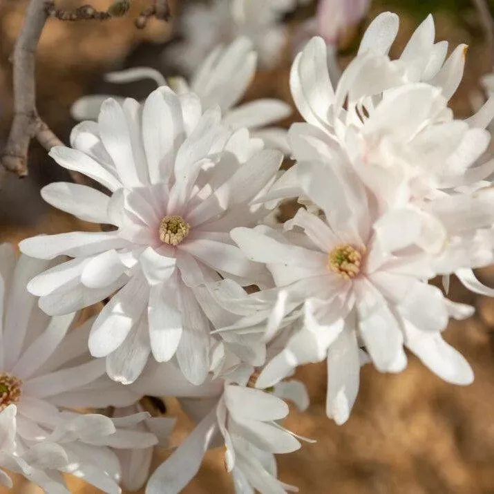 Magnolia stellata 'Centennial Blush'- First Editions Centennial Blush Star Magnolia