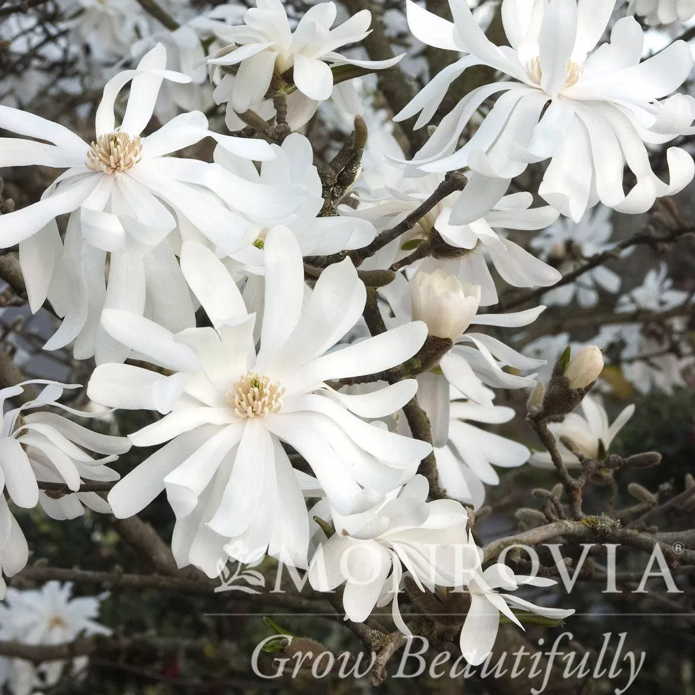 Magnolia stellata 'Royal Star'- Royal Star Magnolia