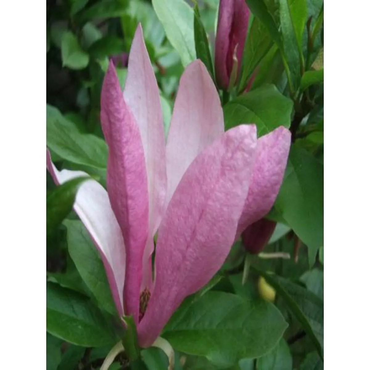Magnolia Susan