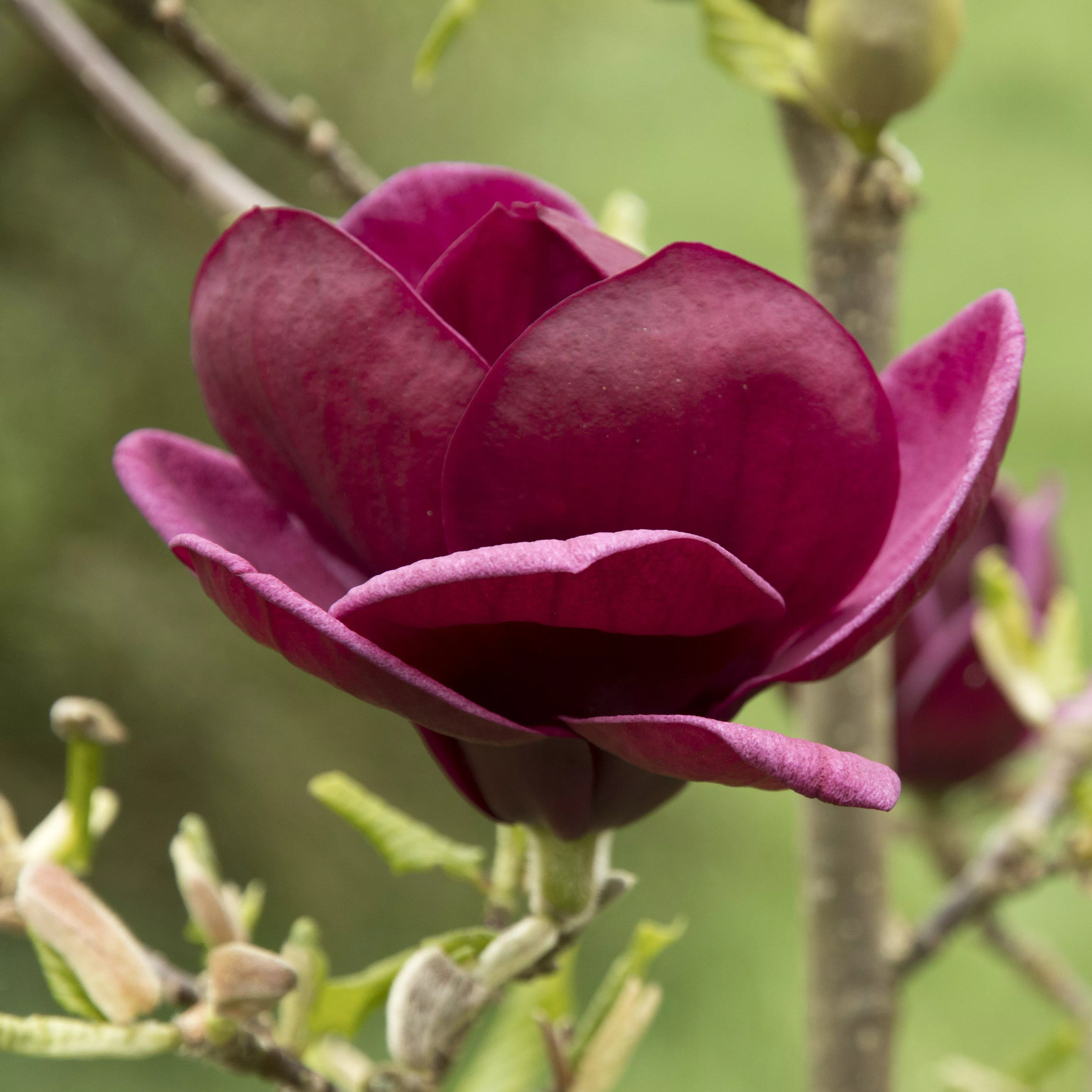 Magnolia x 'Genie'- Genie Magnolia